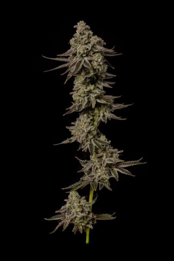 Cap Junky Plant Structure